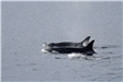 Jonathan Kelley - Two Killer Whales swimming in the ocean