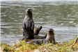 Jonathan Kelley - Four Sea Otters by the water