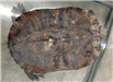 268-17 TURTLE