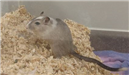 gerbil