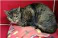 DSH  torti