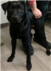 Black Lab