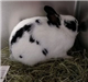 RABBIT 2