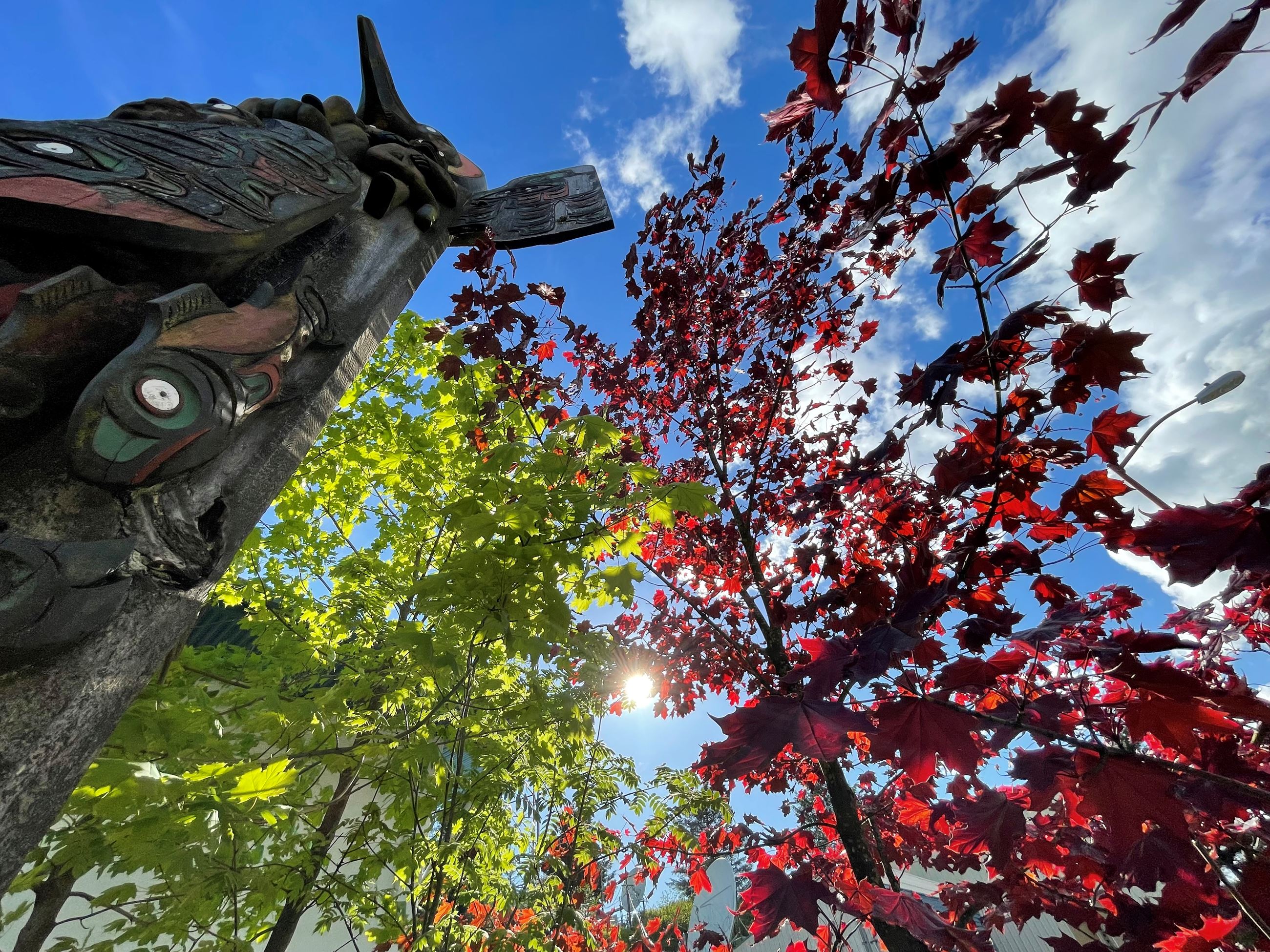 Ely Franklin - Picture of Totem Pole and Trees in Whale Park