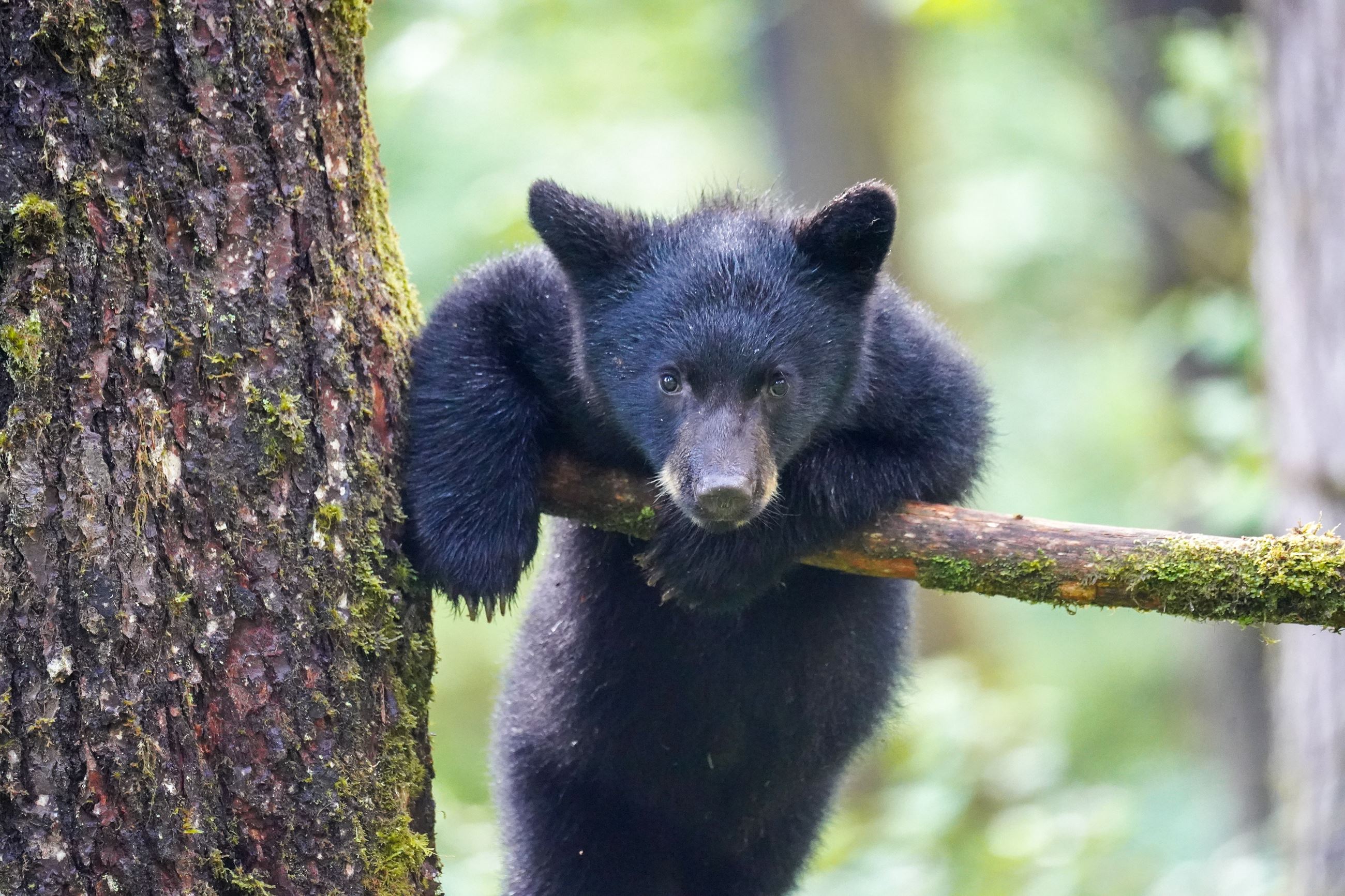 Jonathan Kelley - Black Bear on tree limb