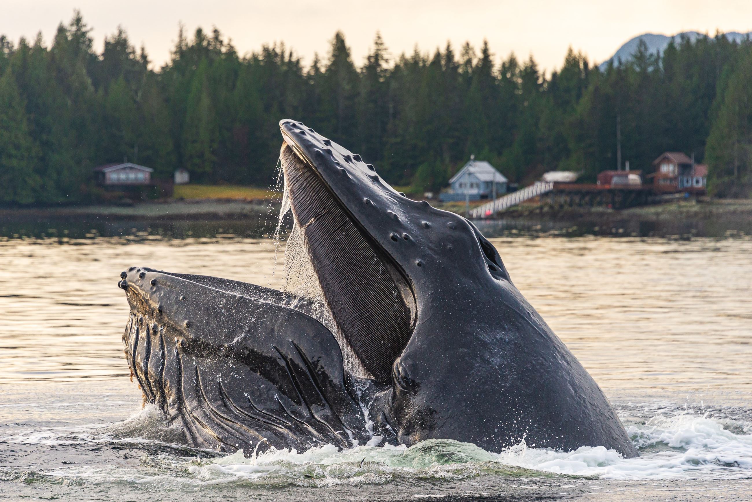 Naona Peaches Wallin - Bubble Feeding Whale