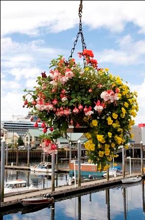 Hanging Baskets